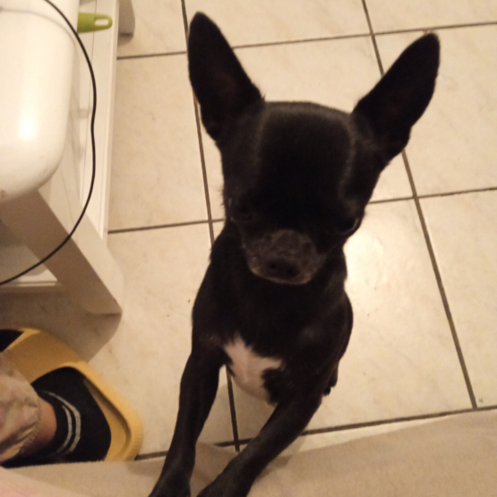 Image pour l'annonce Sublime Chihuahua cherche copine