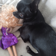 Image pour l'annonce Sublime Chihuahua cherche copine