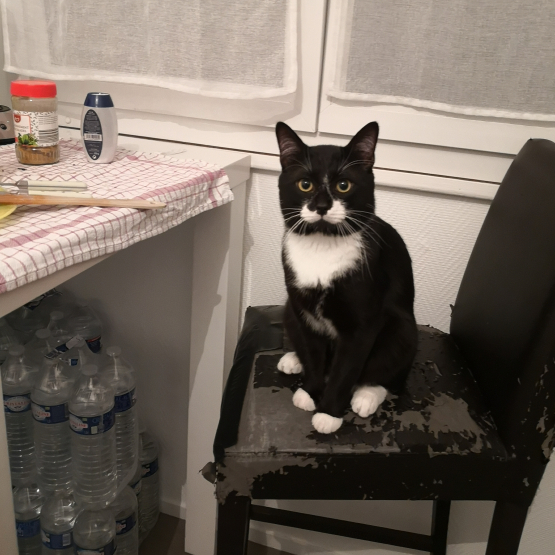 Image pour l'annonce Saillie chats
