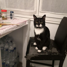 Image pour l'annonce Saillie chats