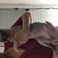 Image pour l'annonce Sphynx a vendre