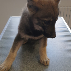 Image pour l'annonce Chiots loups tchécoslovaque