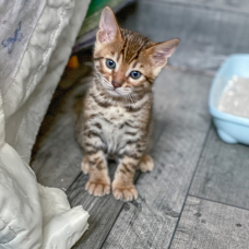 Image pour l'annonce Chatons BENGAL males entiers