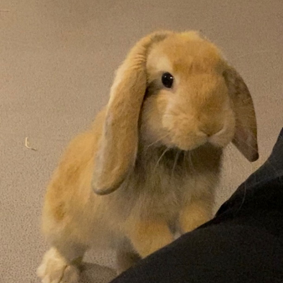 Image pour l'annonce Donne lapin bélier