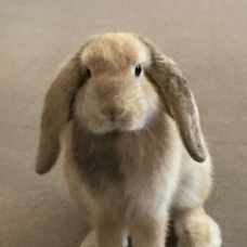 Image pour l'annonce Donne lapin bélier