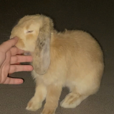 Image pour l'annonce Donne lapin bélier