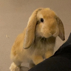 Image pour l'annonce Donne lapin bélier