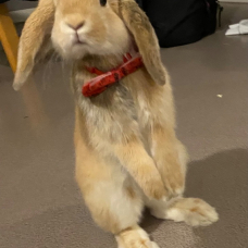 Image pour l'annonce Donne lapin bélier