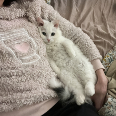 Image pour l'annonce Don chaton "JOHN SNOW"