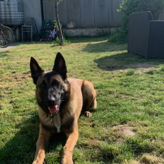 Image pour l'annonce Vend berger malinois mâle