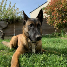 Image pour l'annonce Vend berger malinois mâle