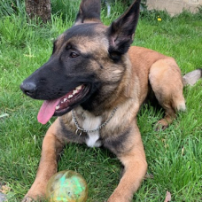 Image pour l'annonce Vend berger malinois mâle