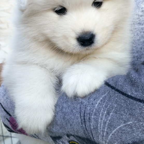 Image pour l'annonce CHIOT SAMOYEDE FEMELLE LOF