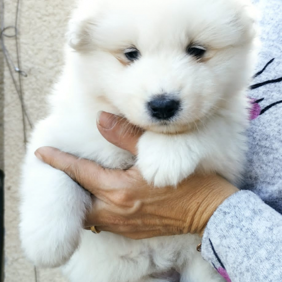 Image pour l'annonce CHIOT SAMOYEDE FEMELLE LOF