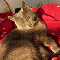 Image pour l'annonce Chat blue russe a donné