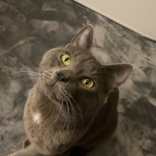 Image pour l'annonce Chat blue russe a donné