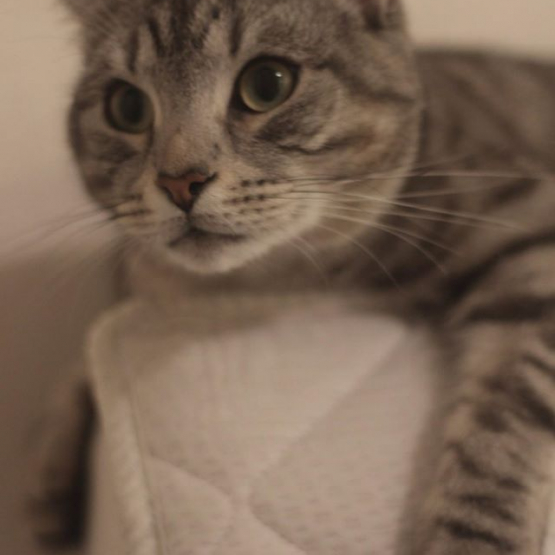 Image pour l'annonce Donne chatte adulte pour un meilleur foyer