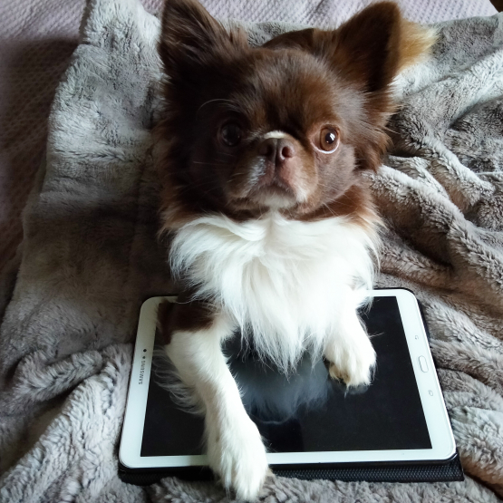 Image pour l'annonce Saillie chihuahua