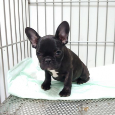 Image pour l'annonce Vends bouledogue francais  pure race non lof 1 femelle et 3 males