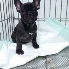 Image pour l'annonce Vends bouledogue francais  pure race non lof 1 femelle et 3 males