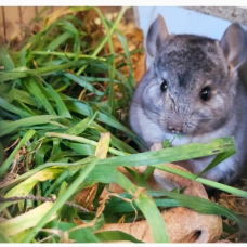 Image pour l'annonce Cède bébé chinchilla gris clair mâle de 2 mois