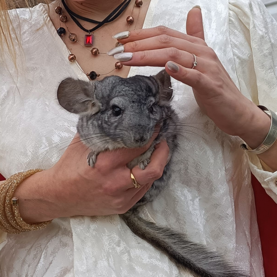 Image pour l'annonce Cède mon Chinchilla mâle de 2 ans