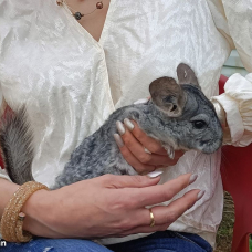 Image pour l'annonce Cède mon Chinchilla mâle de 2 ans