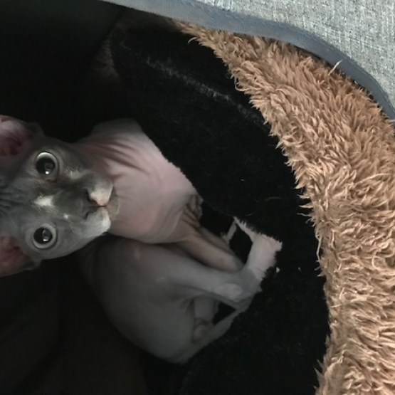 Image pour l'annonce Sphynx a vendre