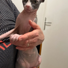 Image pour l'annonce Sphynx a vendre