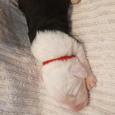 Image pour l'annonce vends bobtails lof