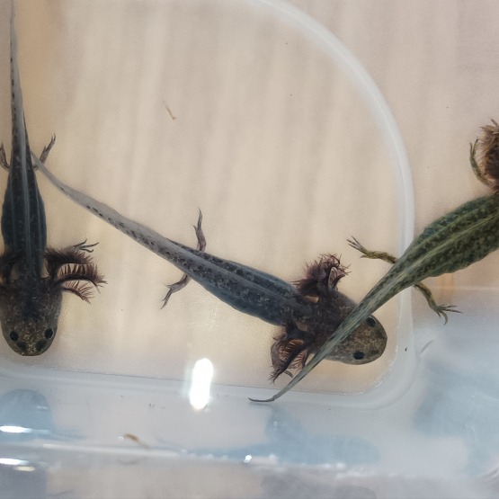 Image pour l'annonce Axolotl