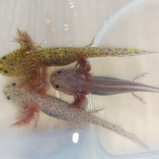 Image pour l'annonce Axolotl
