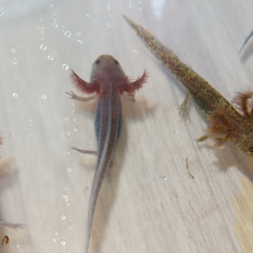 Image pour l'annonce Axolotl