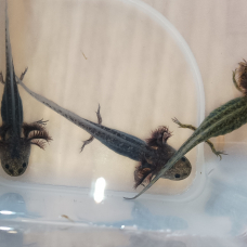 Image pour l'annonce Axolotl