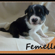 Image pour l'annonce chiots border collie