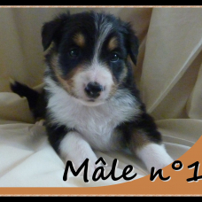 Image pour l'annonce chiots border collie