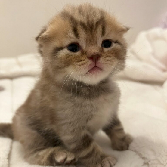 Image pour l'annonce Vends Chaton de type Scottish