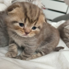 Image pour l'annonce Vends Chaton de type Scottish