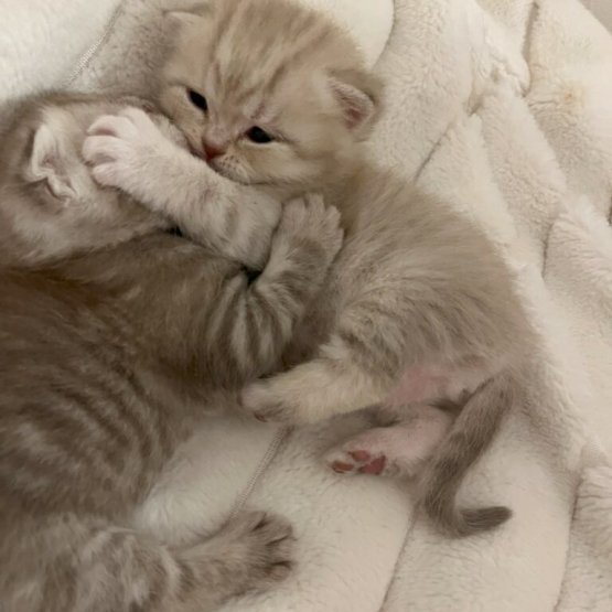 Image pour l'annonce Vends Chaton Scottish