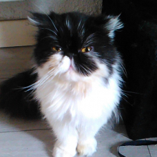 Image pour l'annonce propose chatte persan pour saillie