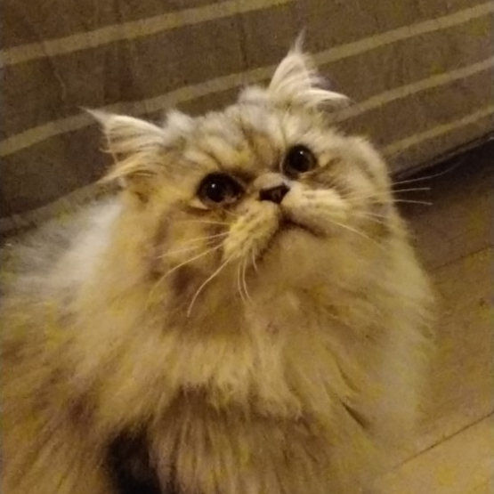Image pour l'annonce propose chat persan pour saillie