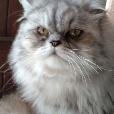 Image pour l'annonce propose chat persan pour saillie