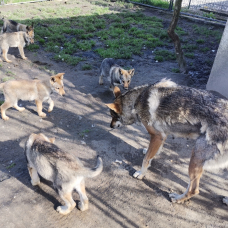 Image pour l'annonce Chiots loups tchécoslovaque