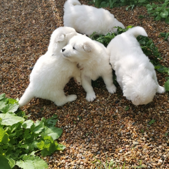 Image pour l'annonce Bébé Samo mâle LOF