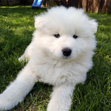 Image pour l'annonce Bébé Samo mâle LOF