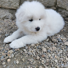Image pour l'annonce Bébé Samo mâle LOF