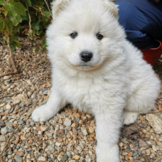 Image pour l'annonce Bébé Samo mâle LOF
