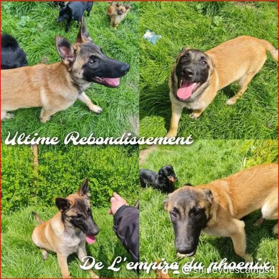 Image pour l'annonce Femelle Berger belge malinois