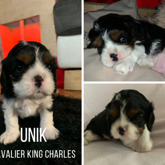 Image pour l'annonce Vend chiot cavalier king Charle tricolor