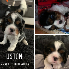 Image pour l'annonce Vend chiot cavalier king Charle tricolor